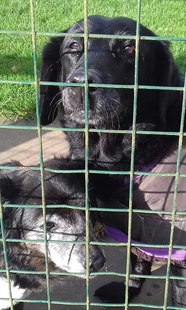 Rosie and Millie — Unknown