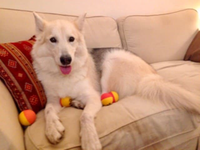 Serene yet sociable, Shani! — Unknown