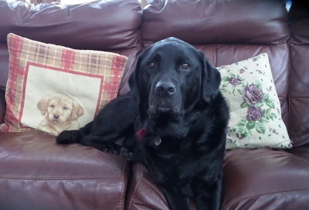 Prince Paisley of the Park! — Unknown