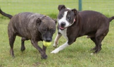 Deano and Sadie — Unknown