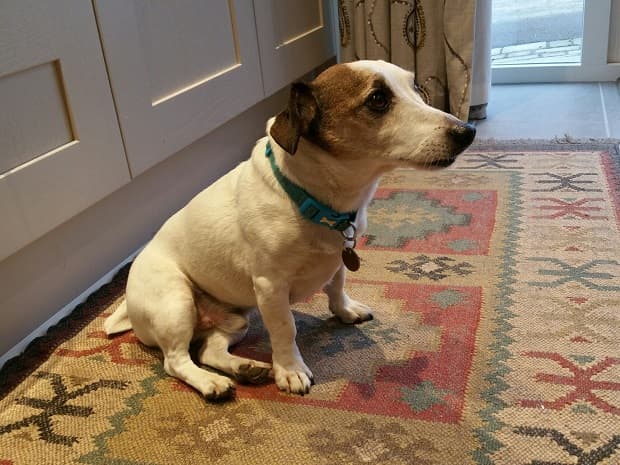 Ace JRT Acer! — Unknown