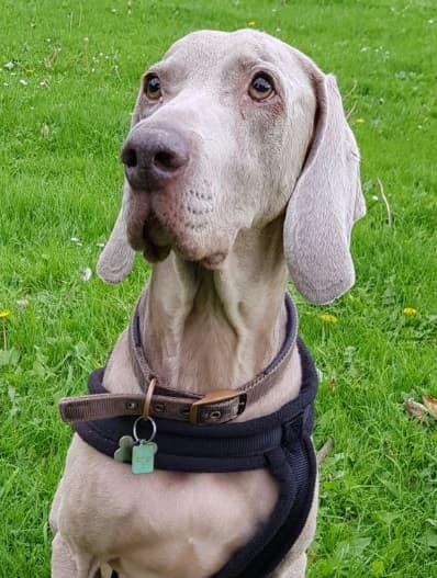 Mystical Merlin ‘Maraner! — Unknown