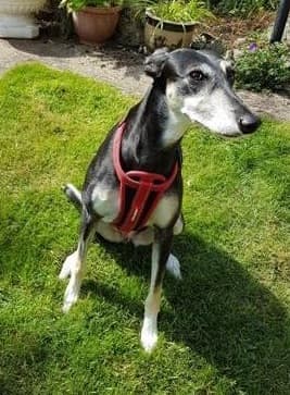 Super Springy Sox — Unknown