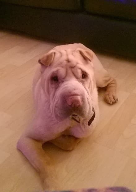 Shar Pei Barney! — Unknown