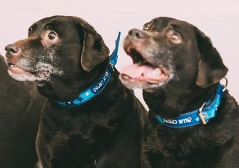 Macie and Bonnie — Unknown