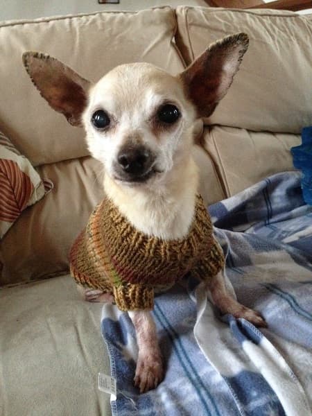 Pepe Chi Poppet! — Unknown