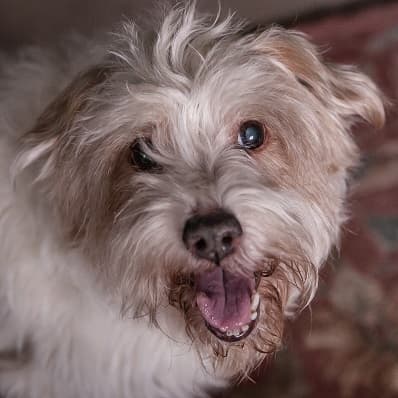 Bouncy Bobby — Unknown