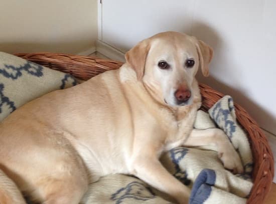 Ever cheerful Chip! — Unknown