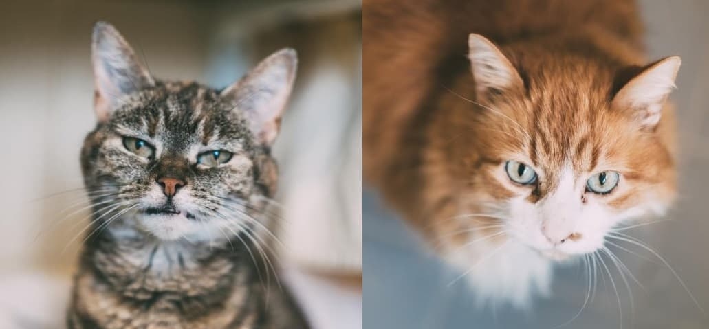 Misty & Tigger — Unknown