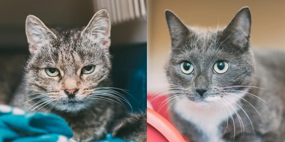 Nimo & Mishka — Unknown