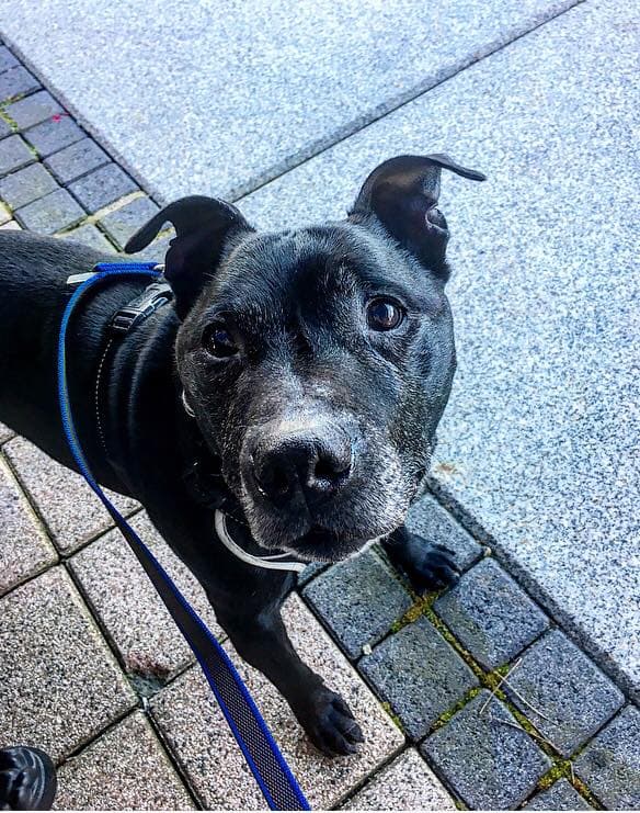 Snoozy Snuggly Rocko — Unknown