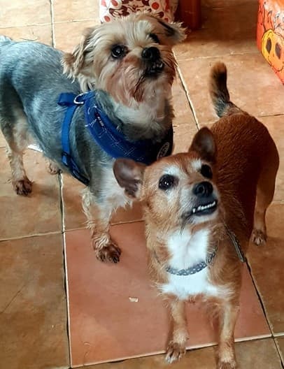 Scruffy & Trixie — Unknown