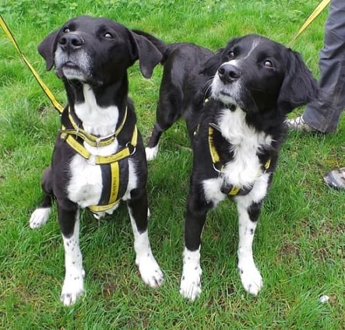 Kipper & Smudge — Unknown