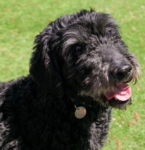 Liquorice — Unknown