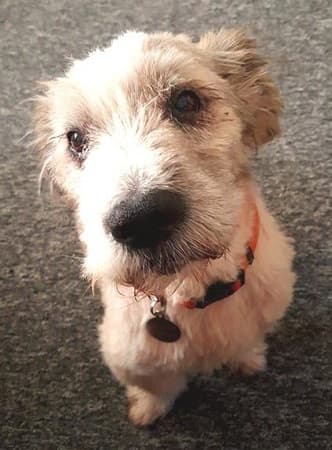 Fluffpants — Unknown