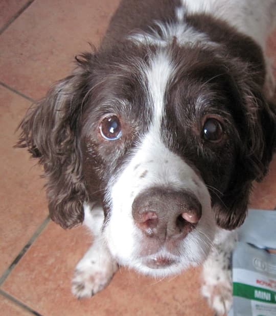 Raff the Wobbly Wanderer! — Unknown