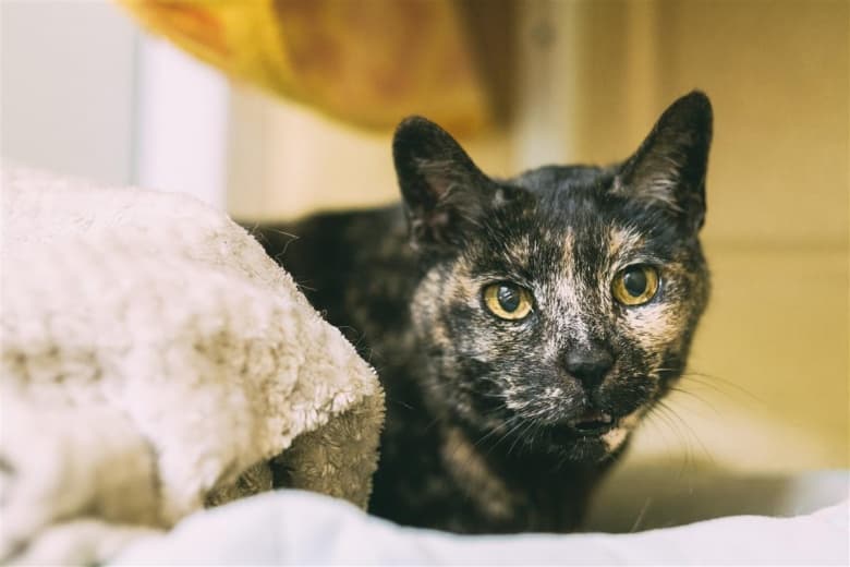 Bernadette — Unknown