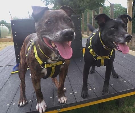 Isaac and Meme — Unknown