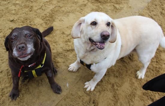 Betty and Pluto — Unknown