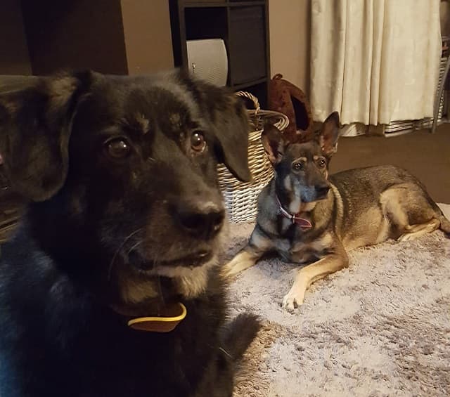 Could You Foster An Oldie? — Unknown