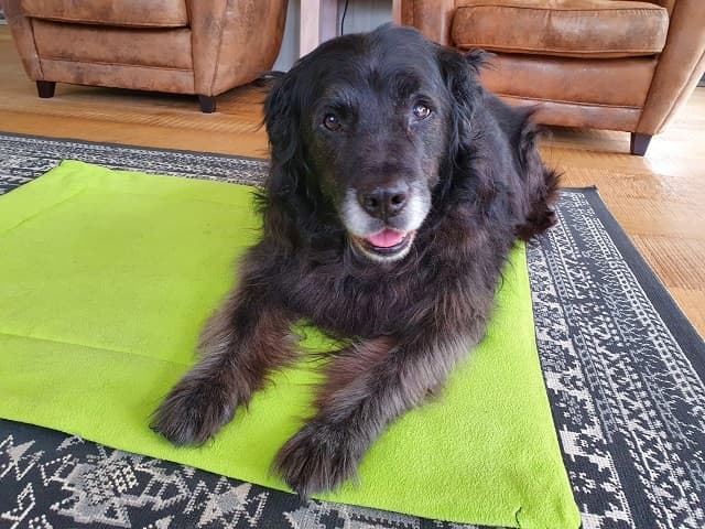 Milo the teddy bear! — Unknown