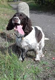 Oliver & Charlie — Unknown