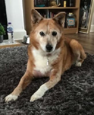 Marigold — Unknown