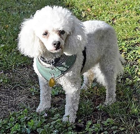 Georgie Boy — Unknown