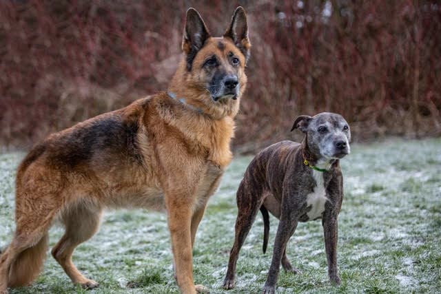 Big Toby and Little Josie — Unknown