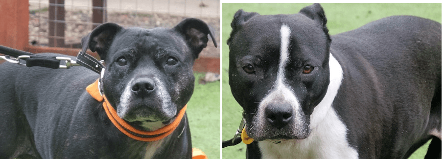 Dottie and Daffy — Unknown