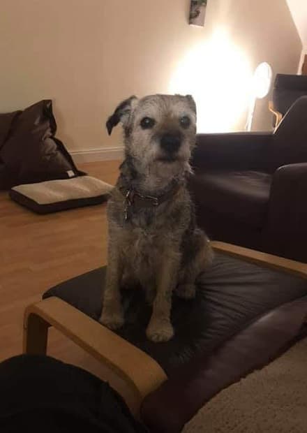 Diesel Border Terrier — Unknown