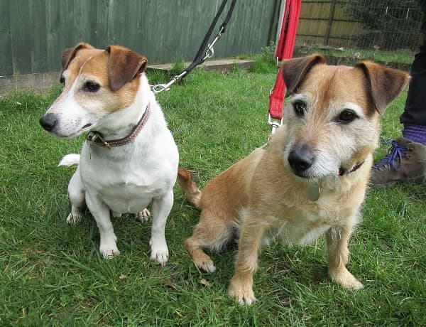 Smudge & Charlie — Unknown