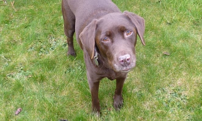 Super Stellar Ella! — Unknown