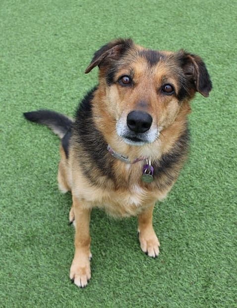 Bailey Girl — Unknown