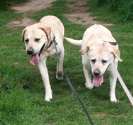 Poppy and Bramble — Unknown