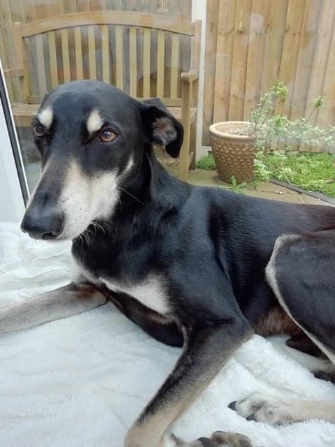 Sweet and Gentle Sam — Unknown