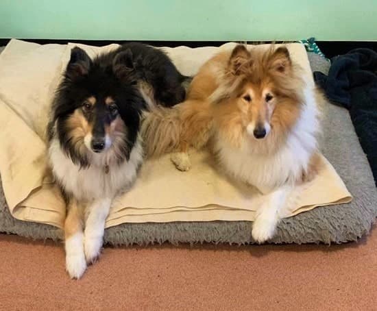 Dexter & Bips — Unknown