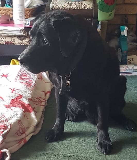 Lovely Molly Lab! — Unknown