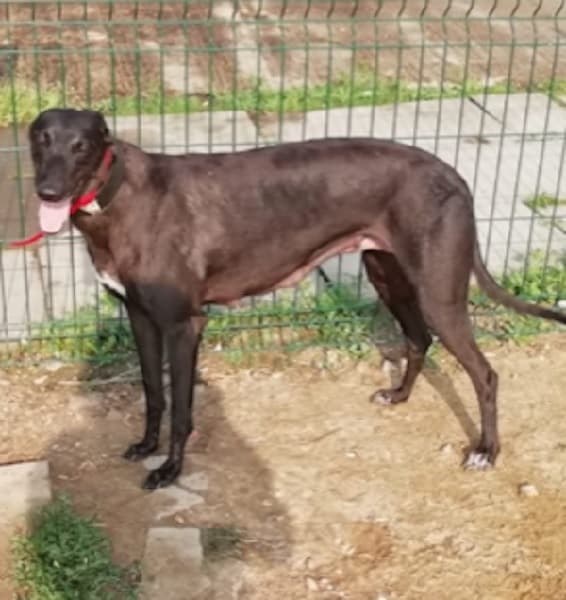 Frankie – female — Unknown