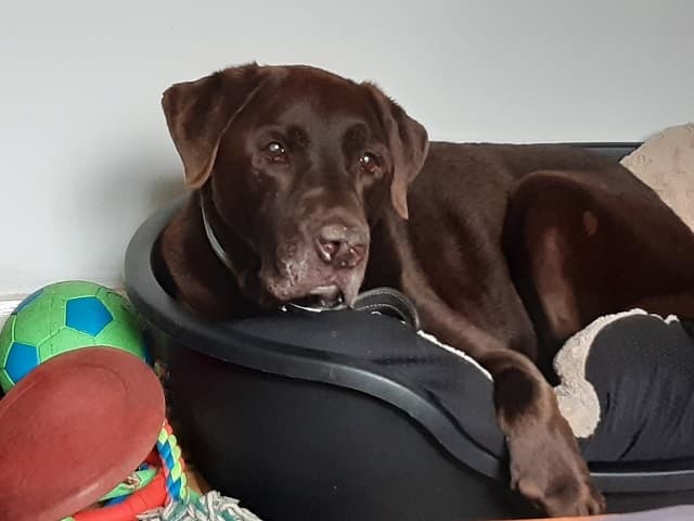 Chocolate Brown Billie! — Unknown