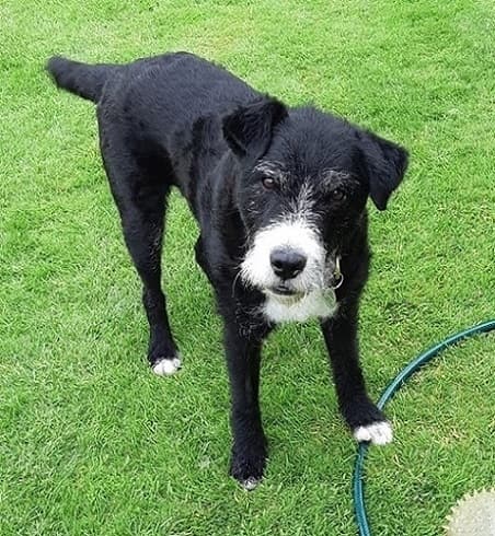 Busy boy Patch! — Unknown