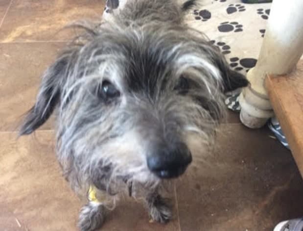 Precious Poodley Pip! — Unknown