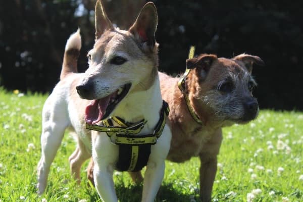 Snoop and Roxy — Unknown