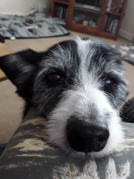 Could Buddy be your buddy? — Unknown