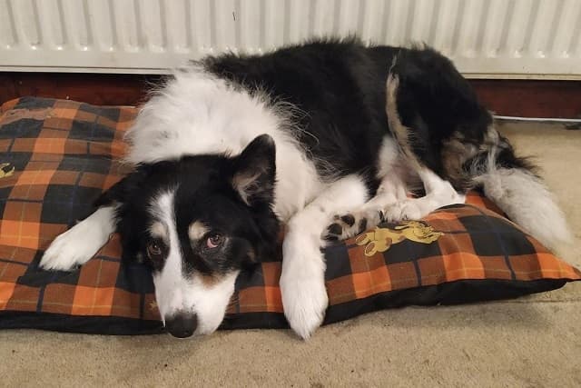 Alfie the gentle one! — Unknown