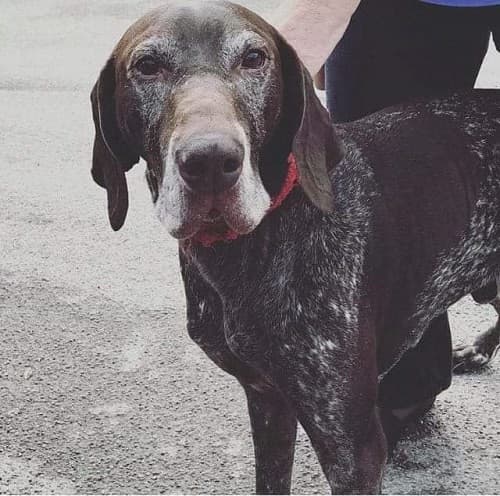 Handsome Herr Hooch! — Unknown