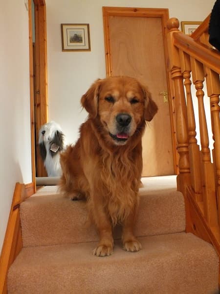Harry the “beautiful gingernut” — Unknown