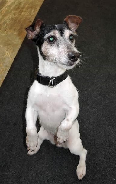 Bonnie / Nubs — Unknown