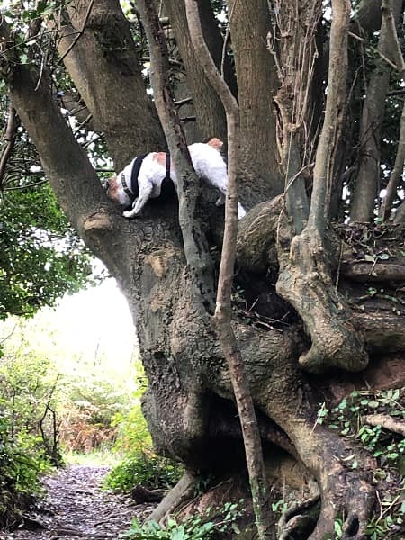 Trigger, now a trim, fully-trained adventurer! — Unknown