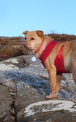 Goldie rocks the beach! — Unknown